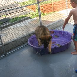 Shiloh Shepherd Puppies from Solace Shilohs