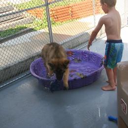 Shiloh Shepherd Puppies from Solace Shilohs