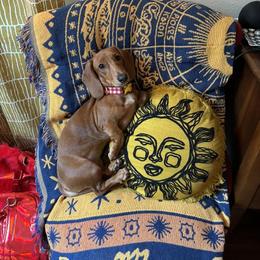 Dachshund All Grown Up from TX Dachshunds