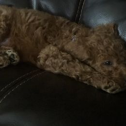 Poodle Puppies from poodles and doodles llc