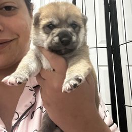 Kohana-small flower - Red female Shiba Inu puppy in Lehigh Acres, Florida from SWFL Happy Dogs