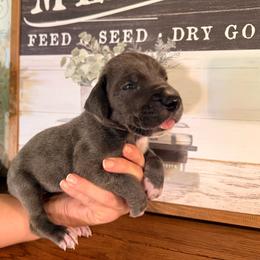 Siku - Blue female Great Dane puppy in Carencro, Louisiana from Halsey Danes
