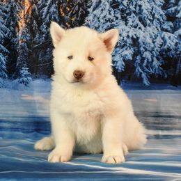 Alaska - Siberian Husky puppy from Blue Moon Huskies