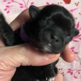 Purple - Tammy Wynette - Black and white female Shorkie puppy in Mays Landing, New Jersey from Fancy Paws Shorkies & Shih Tzus