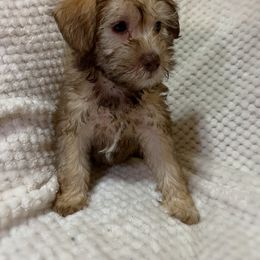 Cockapoo and Schnoodle Puppies from Bri & Dar’s Beloved Doodles
