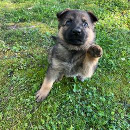 Green collar female - Sable female German Shepherd puppy in Cumberland Gap, Tennessee from Royal Port K-9