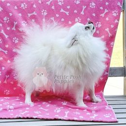 Haven - Pomeranian