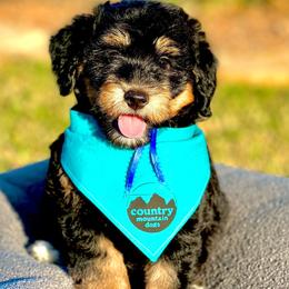 Bernedoodles and Goldendoodles from Country Mountain Dogs