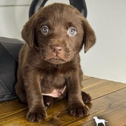 Black Boy - Chocolate male Labrador Retriever puppy in Plymouth, North Carolina from Duck Creek Kennels