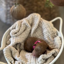 Pink Collar Girl - Red  female Poodle puppy in Charlotte, North Carolina from Bruno & Co. Puppies
