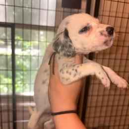White collar girl - White and black female Dalmatian puppy in Toledo, Ohio from Exquisite Dalmatians & Standard Poodles