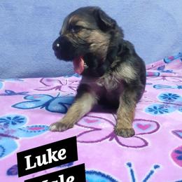 Luke Black Collar - Black and red male German Shepherd puppy in Bedias, Texas from TiPi S Ranch's German Shepherds