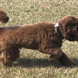 Cockapoos from Cajun Cockapoo’s