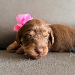 Lilly -pink collar- - Chocolate and cream female Dachshund puppy in Alva, Florida from Salty C's Dachshunds