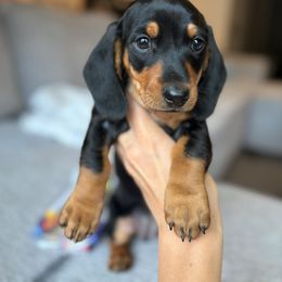 Dachshund Puppies from Carranza Puppy Farm