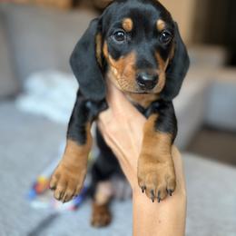 Dachshund Puppies from Carranza Puppy Farm