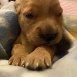 Golden Retriever Puppies from Aurora's Northern Goldens