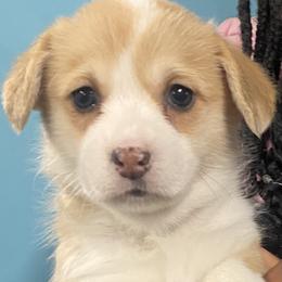 Daisy - Fawn female Pembroke Welsh Corgi puppy in Urbana, Ohio from Edgewood Farm and Kennel