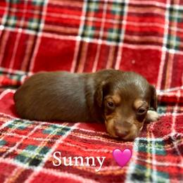 Sunny - Chocolate and tan female Dachshund puppy in Aiken, South Carolina from State Eight Dachshunds
