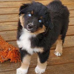 Storm - Black tri male Miniature Australian Shepherd puppy in Findlay, Ohio from RStar Aussies