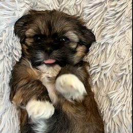 Lhasa Apso Puppies from Lhasa Apso OKC