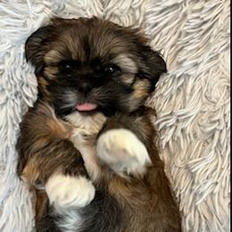 Lhasa Apso Puppies from Lhasa Apso OKC