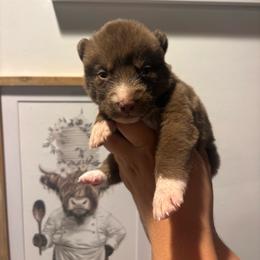 Boy 1 - Red and white male Siberian Husky puppy in Pelham, Alabama from Tails & Belles Dog Breeding
