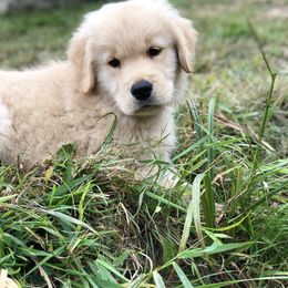 Golden Retriever Puppies from OPK GOLDENS