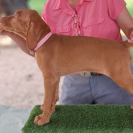 Wirehaired Vizslas from Áldott Wirehaired Vizslas