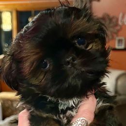 Tater Tot - Sable male Shih Tzu puppy in Nekoosa, Wisconsin from Brox Acres House of Fur LLC