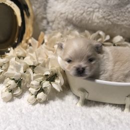 Pomeranian Puppies from JD Poms