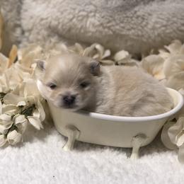 Pomeranian Puppies from JD Poms