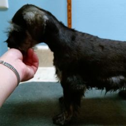 Miniature Schnauzer Puppies from Belle Vista Schnauzers