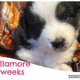 Tullamore - Black tri-color female Australian Shepherd puppy in Grand Junction, Colorado from Niyu Aussies