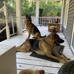 German Shepherd All Grown Up from Angel Oak German Shepherds