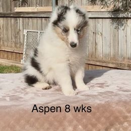 Aspen - White blue merle and tan female Shetland Sheepdog puppy in Abilene, Texas from Double Dare Shelties