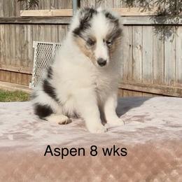Aspen - White blue merle and tan female Shetland Sheepdog puppy in Abilene, Texas from Double Dare Shelties
