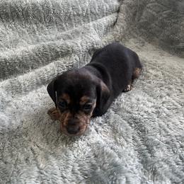 Girl 2 - Black and tan female Dachshund puppy in Saint Jo, Texas from Reeves Dashing-Hounds