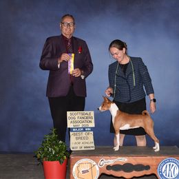 Willie Jack - Basenji