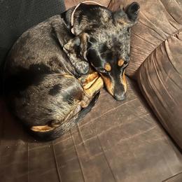Popcorn - Dachshund