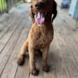 Rudy - Apricot male Poodle puppy in Mountain View, Arkansas from Ramer’s Spring Poodles