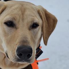 Labrador Retrievers from Three Springs Retrievers