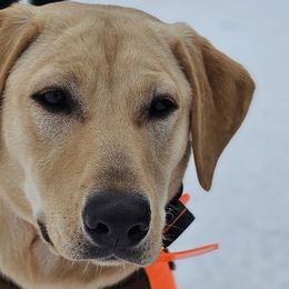 Labrador Retrievers from Three Springs Retrievers