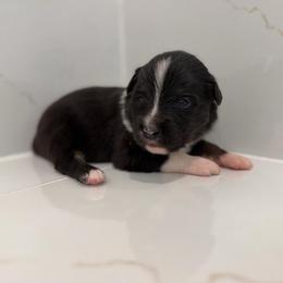 Milk Dud - Black tri male Miniature Australian Shepherd puppy in Baker, Florida from East to Western Aussies