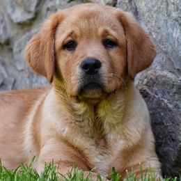 Labrador Retriever Puppies from Penny Lane Labradors