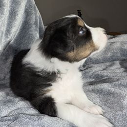 Girl 6 GREEN - Australian Shepherd puppy from Ralph's Australian Shepherds