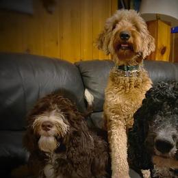 Goldendoodles from Wright’s Wiggle Butts