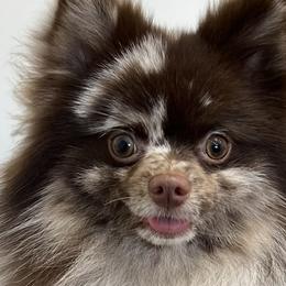 Dachshunds and Pomeranians from Purebred Pawprints