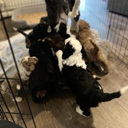 Bernedoodle Puppies from Bernied00dle Love