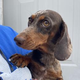 Penelope - Dachshund